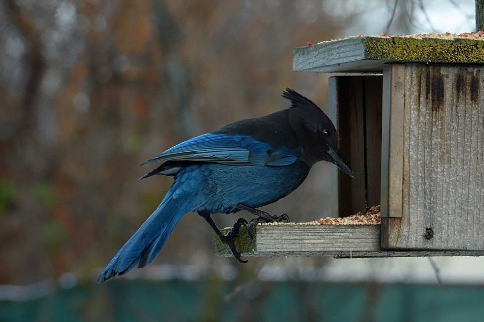 L'oiseau est assis sur la mangeoire