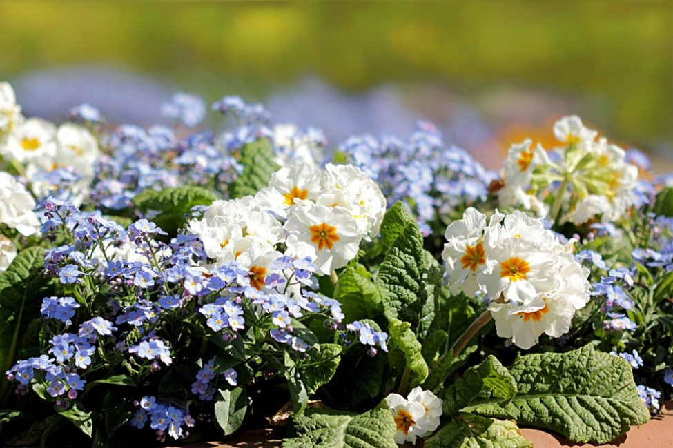 Primrose is a great option for the lower tier of your flower bed.