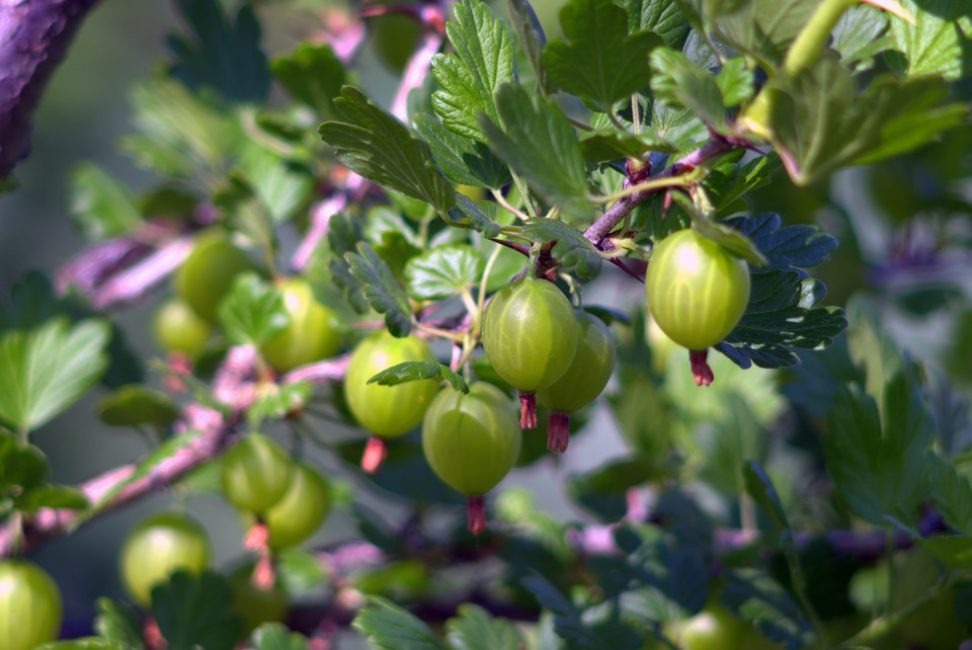 Les variétés américaines sont à petits fruits mais résistantes