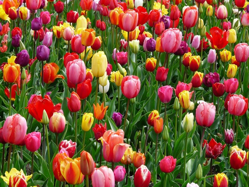 Flower array of tulips of different varieties