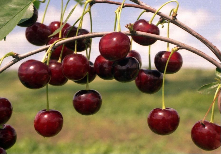 Dessert alla ciliegia gelido