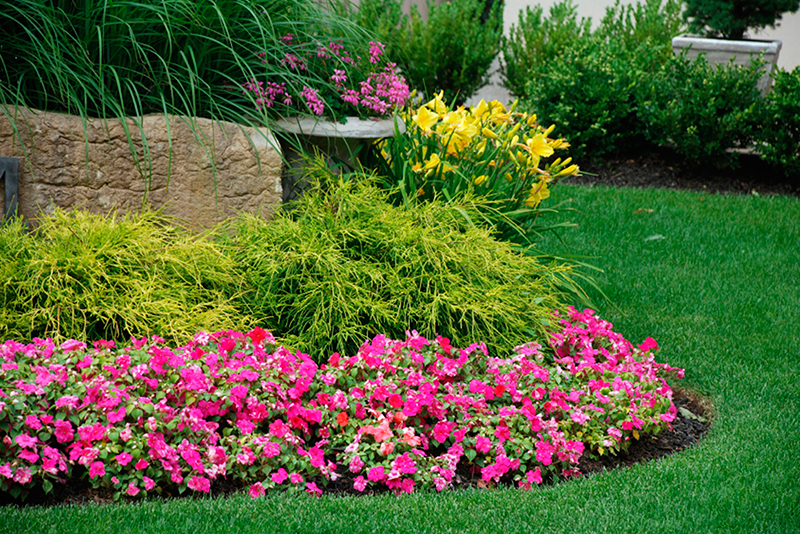 petunia flower border