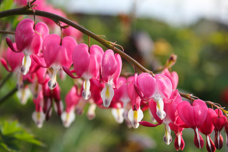 زهرة Dicentra