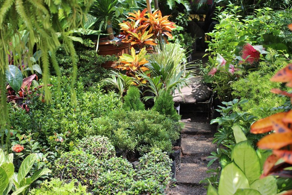 A flower bed of ground cover plants along a garden path