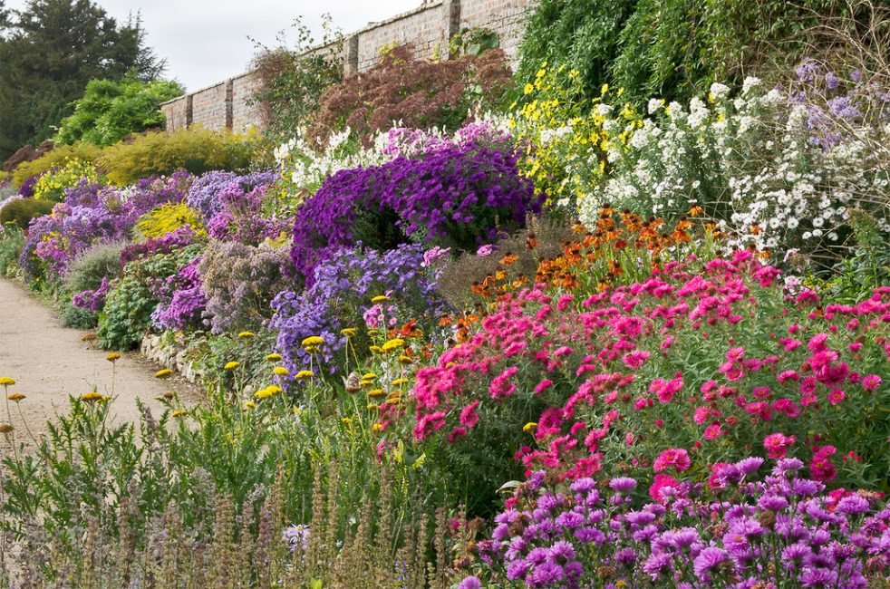 Combined mixborder along the fence