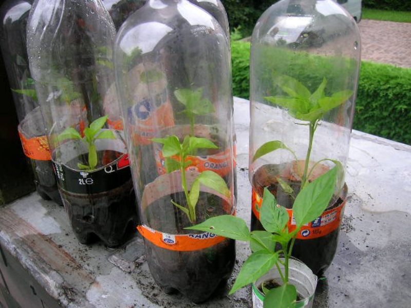 Seedlings in plastic bottles