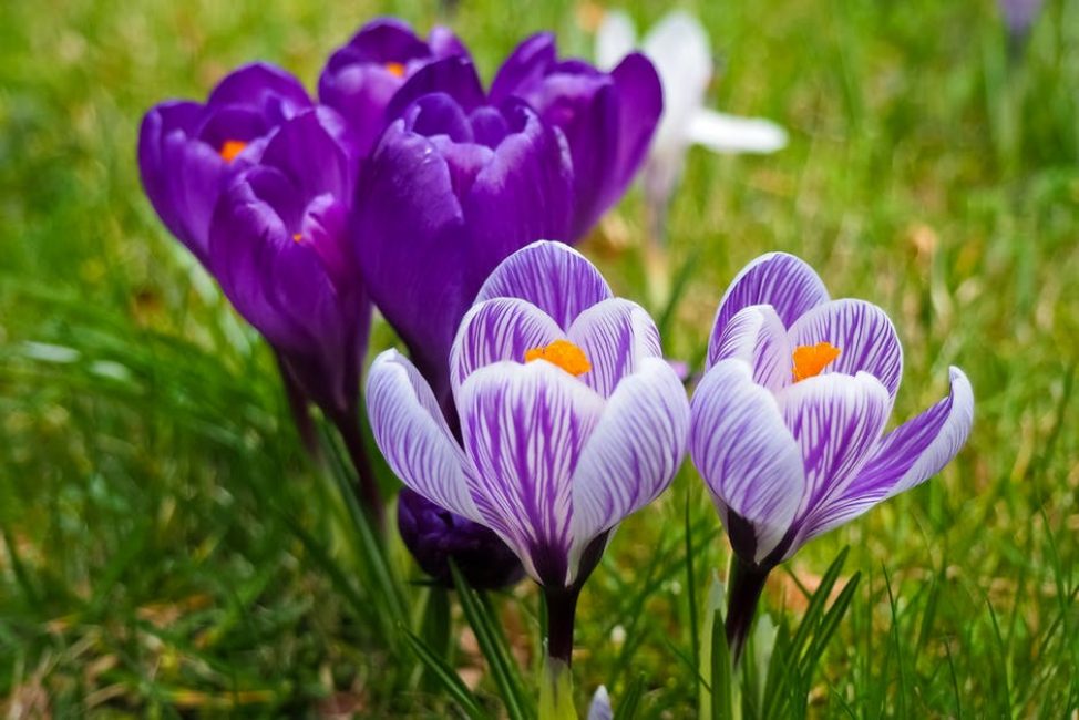 Les crocus à floraison précoce sont à l'honneur sur les toboggans alpins