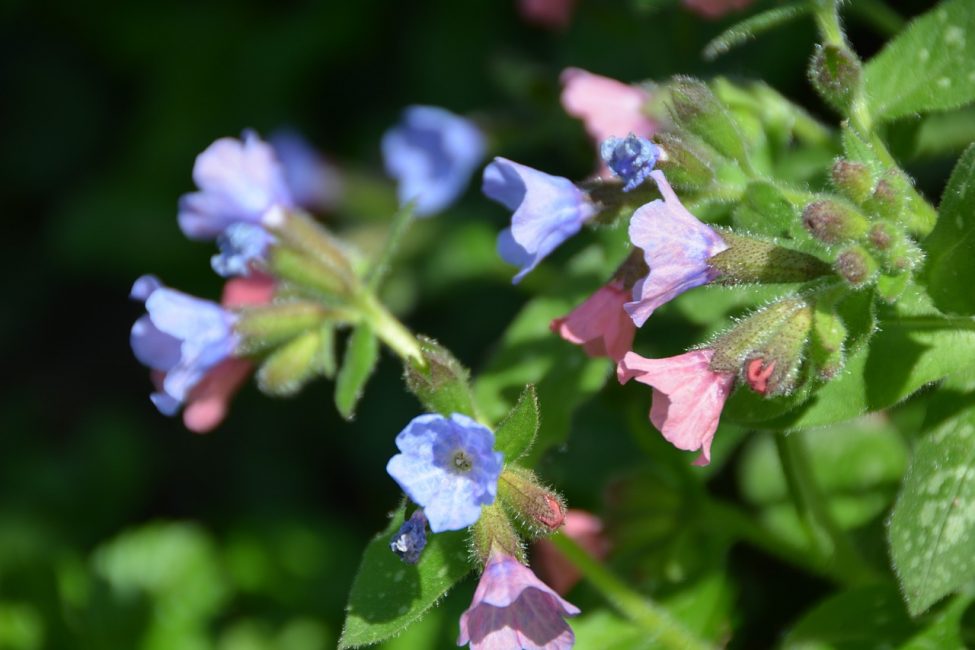 زهور Lungwort