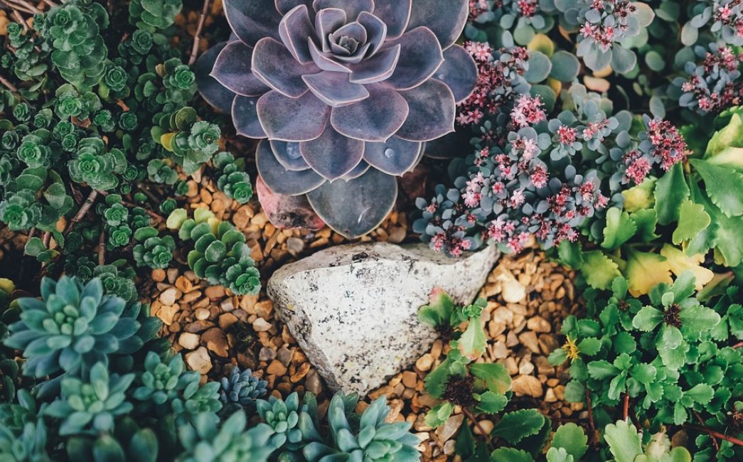 Stonecrop and young - a standard set for a top rock garden