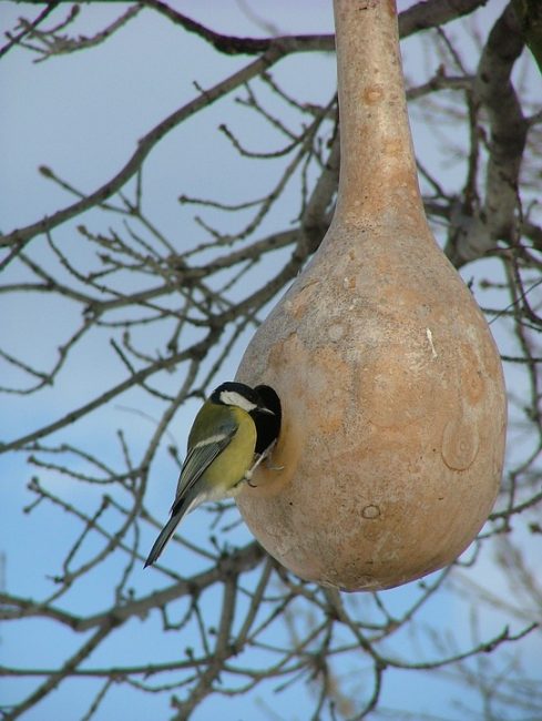 La courge citrouille est attrayante pour les oiseaux pour son naturel