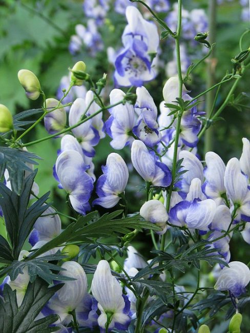 Perennials - a good choice for a mixborder