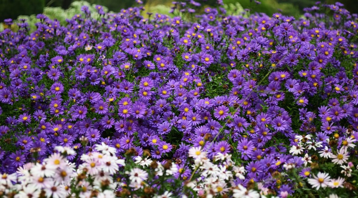 Les fleurs vivaces exigent la lumière du soleil, sous les cimes des arbres, au crépuscule elles jaunissent, s'étirent, perdent leur beauté.