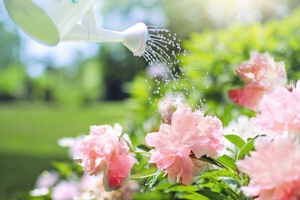 The best watering time is early morning