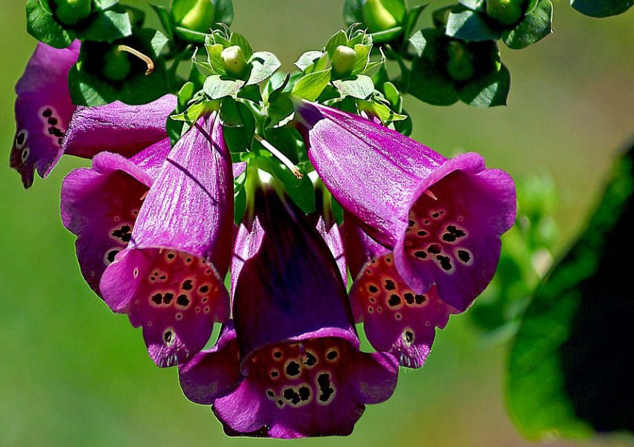 Foxglove is virtually maintenance free