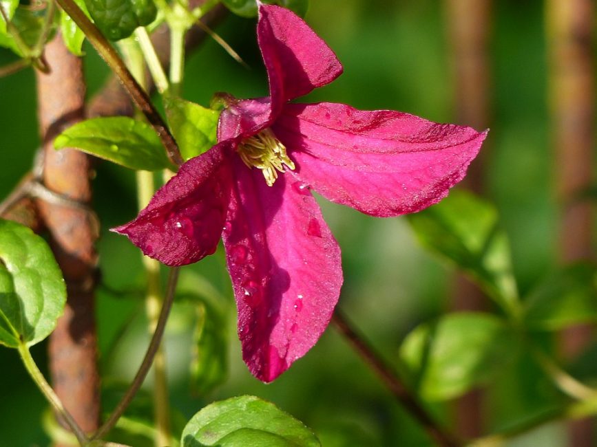 In flowerbeds, climbing plants are located on supports, usually in the center