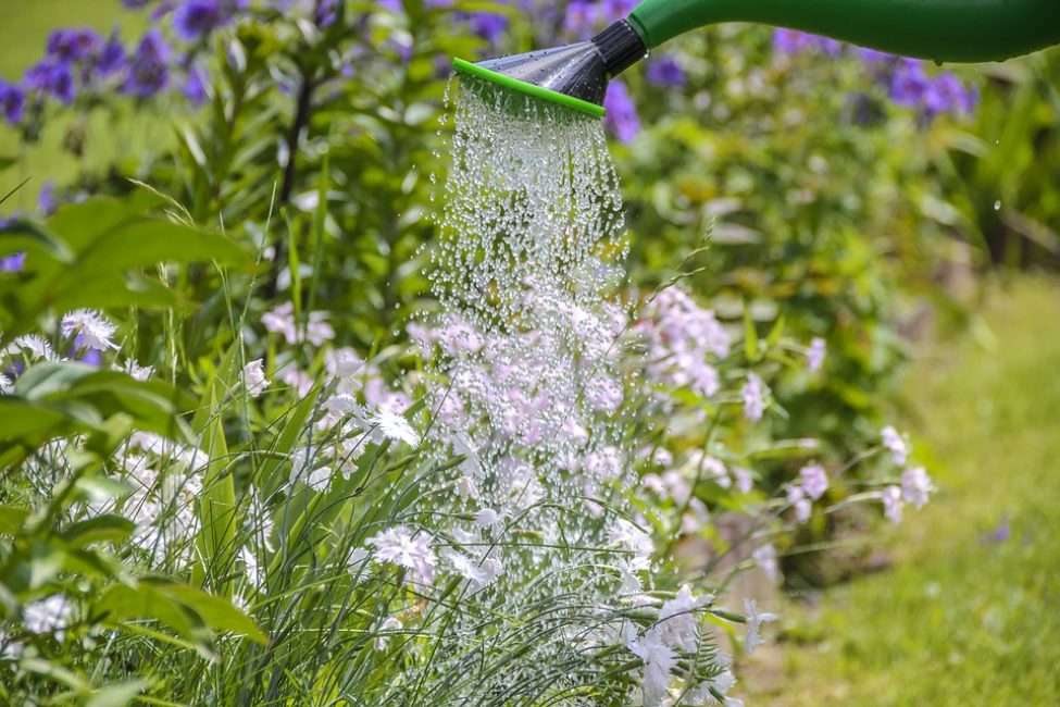 Arrosez en temps opportun et les plantes vous remercieront avec une floraison luxuriante.