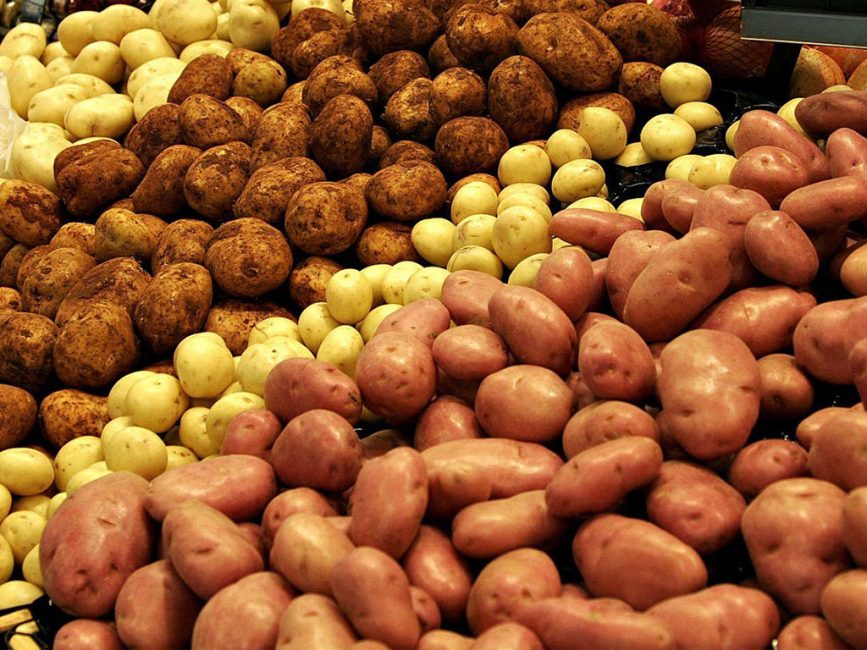 There are a huge number of varieties of potatoes.