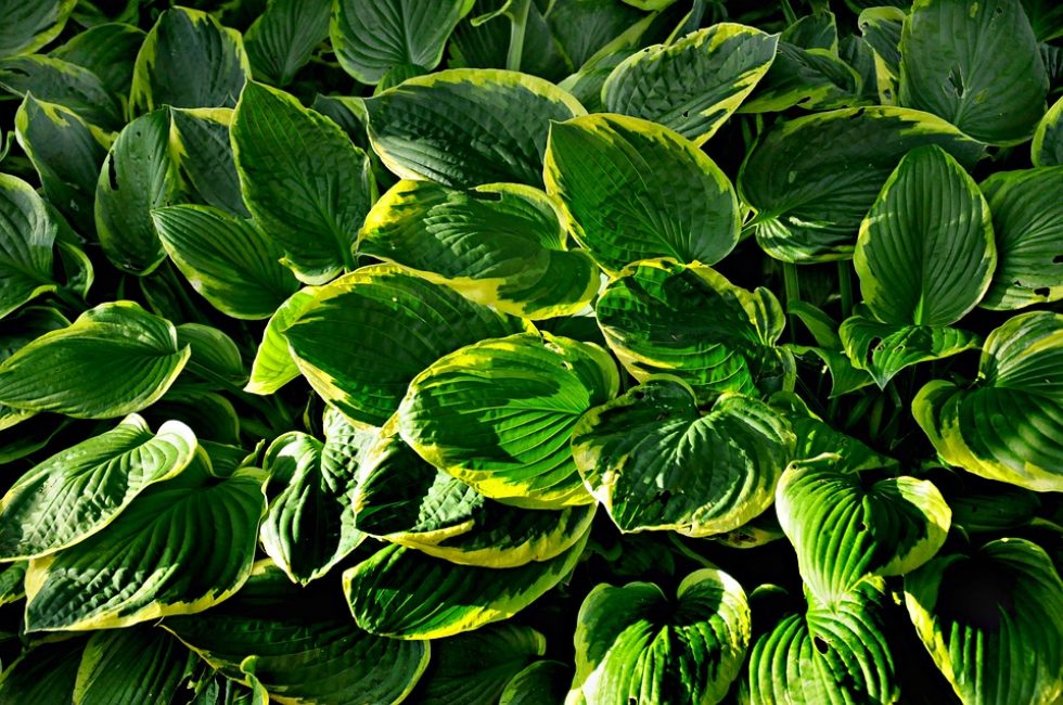 سوف يقوم Hosta و السرخس بتزيين زاوية مظللة