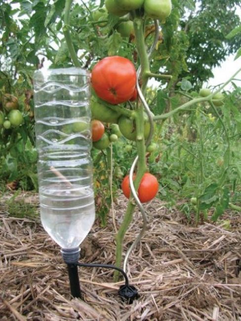 Drip irrigation from a plastic bottle