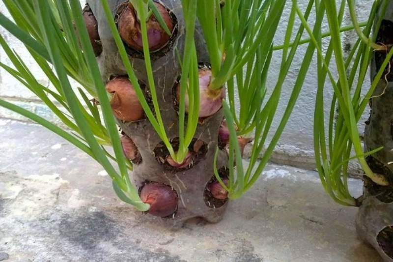 In the winter, a convenient container for green onions made of a plastic eggplant will please