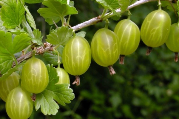 Variété de groseille malachite