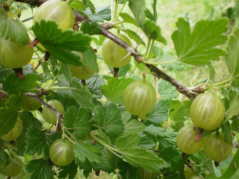 Variété de groseille émeraude