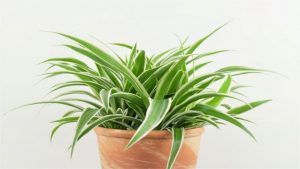 Chlorophytum home (120 Photos) - home care, reproduction, transplant, disease + Reviews