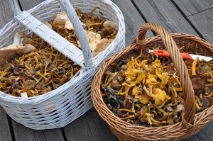 Harvesting Mushrooms for the winter - 15 delicious recipes: dried, pickled in jars, salted and other variations for every taste