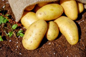 Potatoes: description of 73 best varieties (Photo & Video) + Feedback from gardeners