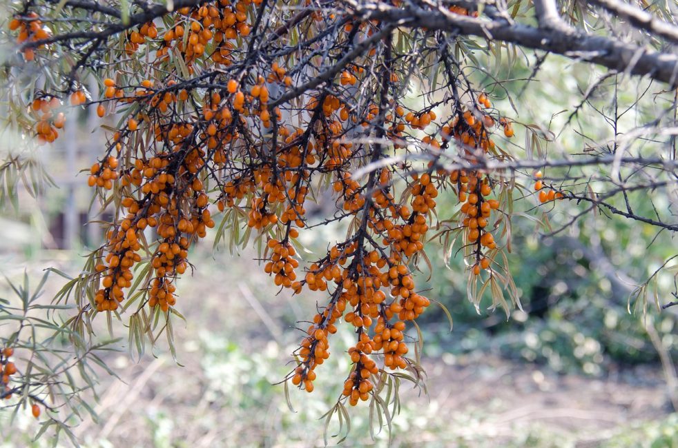 شجيرة البحر النبق