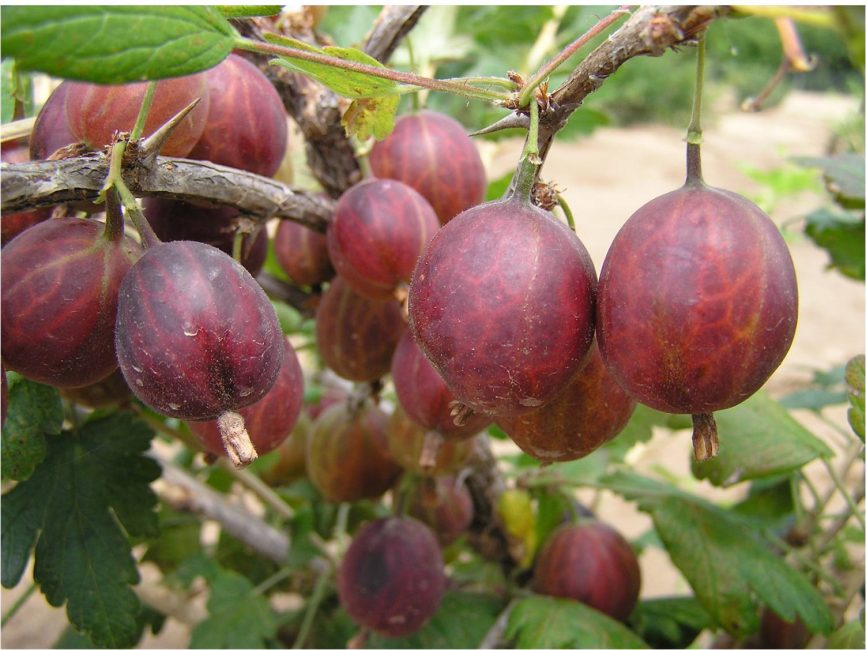 Variété de groseille Neslukhovsky