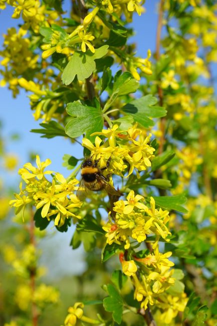 abeille pollinisant la fleur de groseille