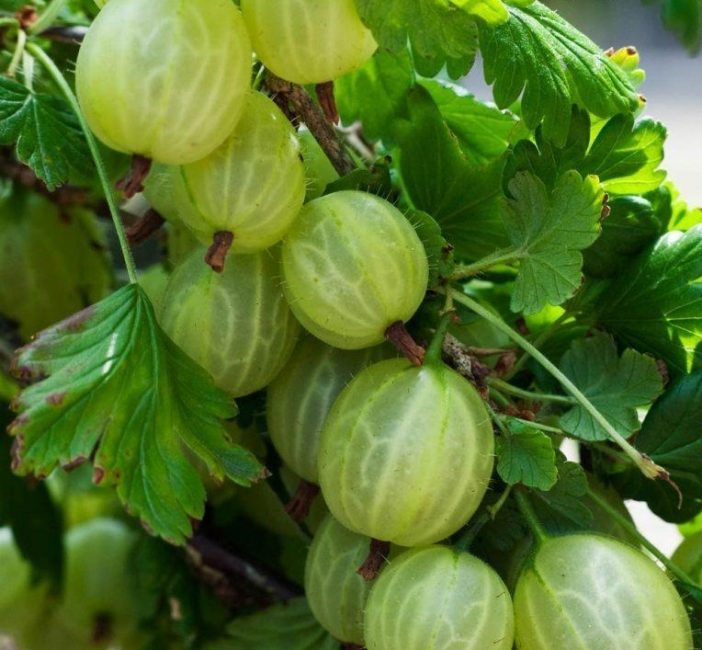 Groseille à gros fruits de Donetsk