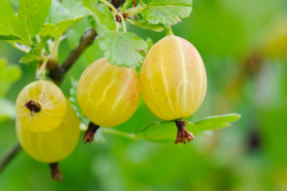 Variété jaune russe