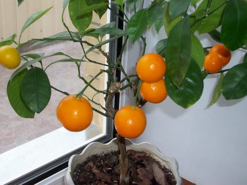 young orange tree