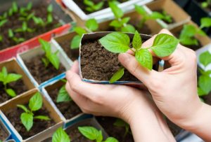 Growing seedlings at home: tomatoes, cucumbers, peppers, eggplants, cabbage, strawberries and even petunias. All the subtleties of this issue