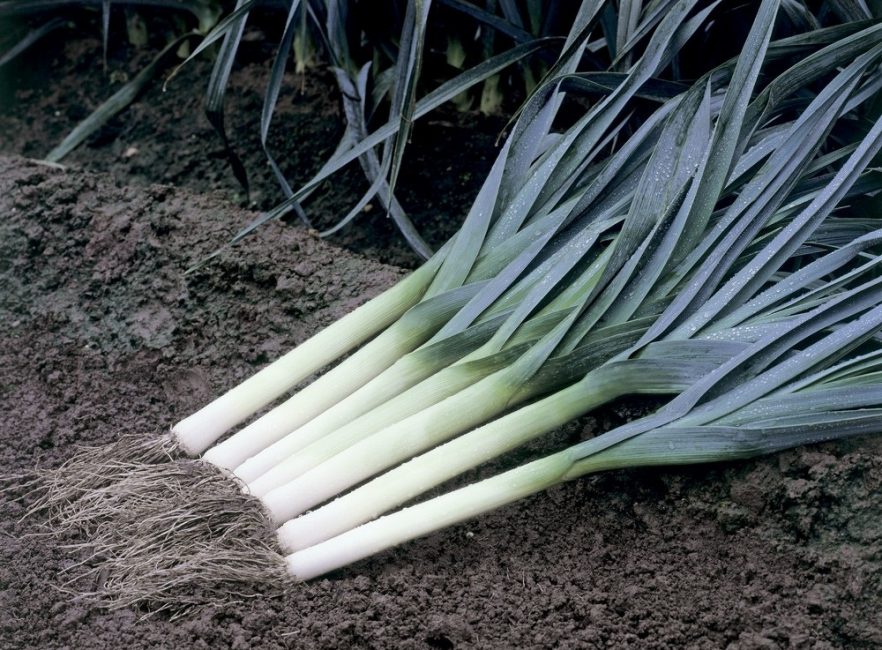 Goliath onion variety