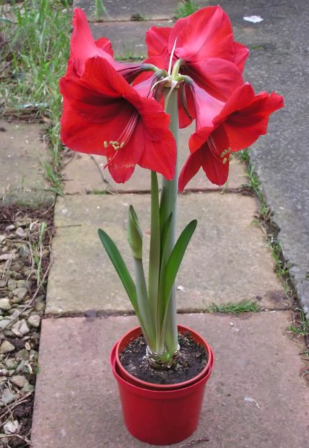 Hippeastrum في قدر بالحجم المناسب.