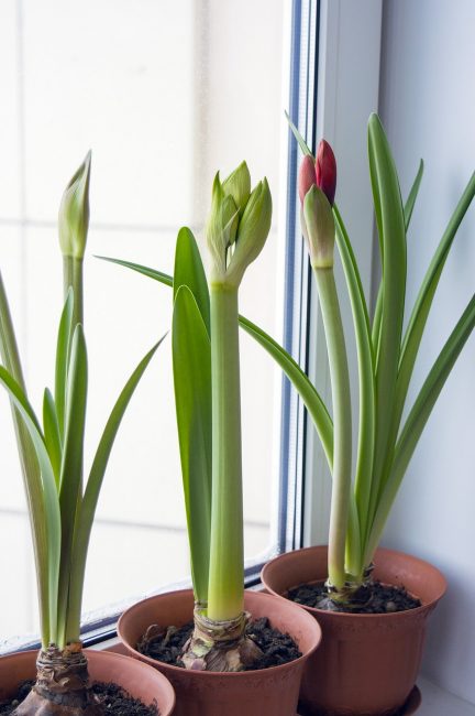 المنزل hippeastrum على حافة النافذة