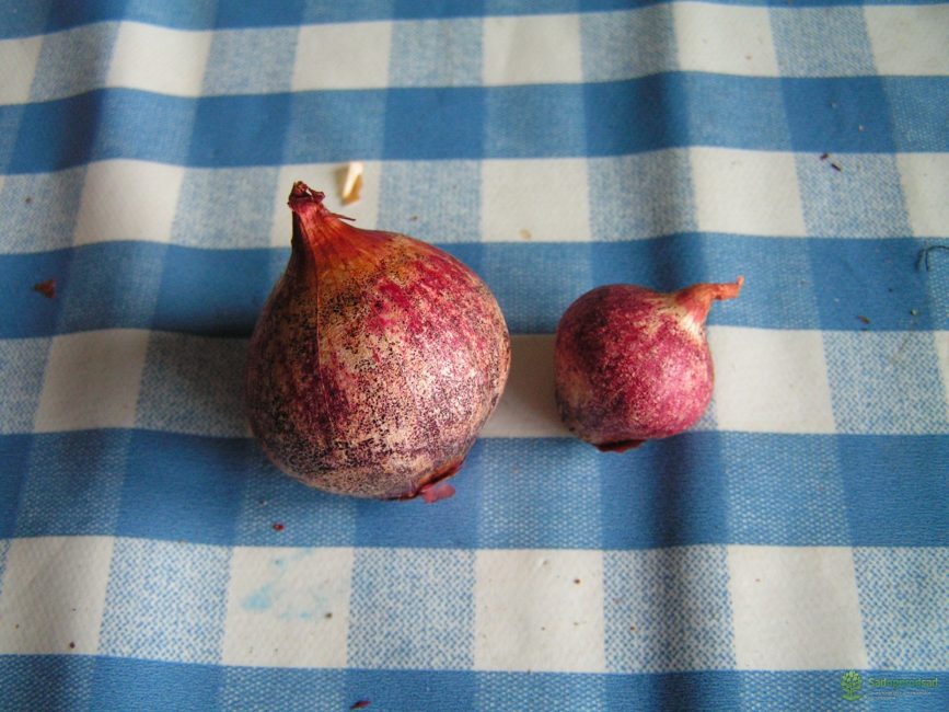 Ferapont onion variety