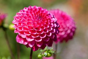 Dahlias: planting and care in the open field, description of the 10 most beautiful varieties (100 Photos & Videos) + Reviews