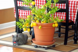 Lemon: description, care, growing from the stone at home, recipes for vitamin juice and lemonade (Photo & Video) + Reviews