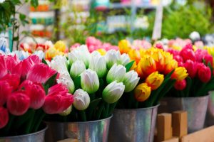 How to grow tulips by March 8 at home? Planting, distillation, storage and other subtleties