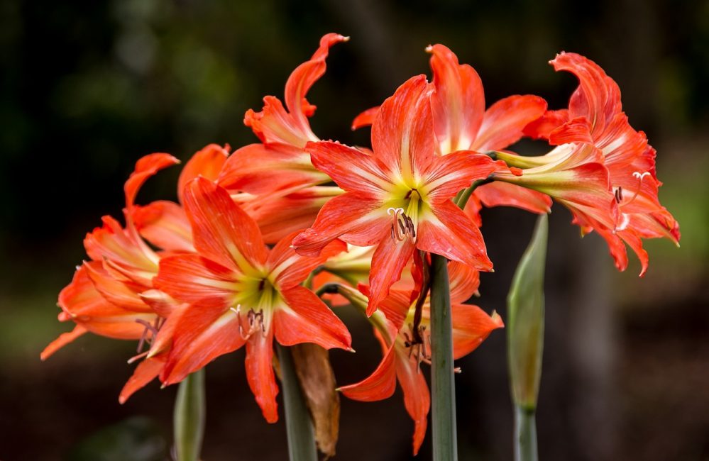 Hippeastrum ، تريفلورا