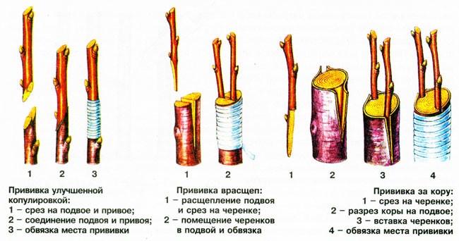 rootstock