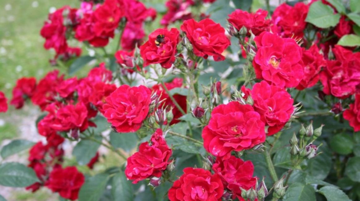 الورود floribunda