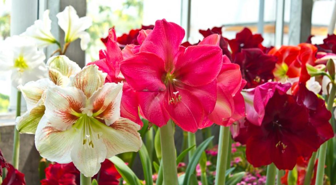 الهجين Hippeastrum