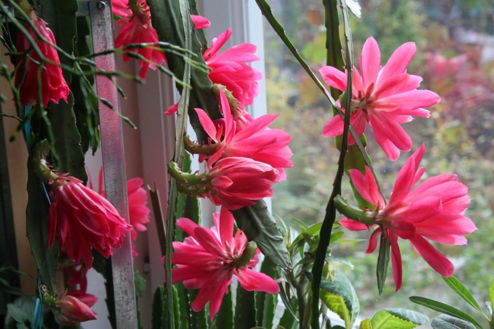 صبار الغابة epiphyllum مع الزهور.