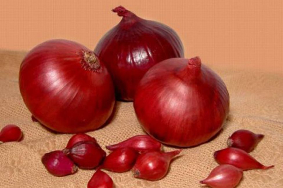 Carmen onion variety