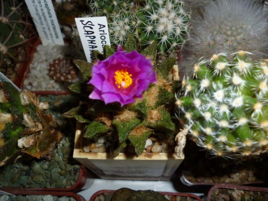  Ariocarpus في ازهر.